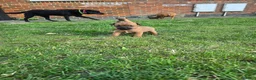 Patterdale Terrier dogs for sale: Beautiful brown/tan pure patterdale puppies in Reading - Advert 5