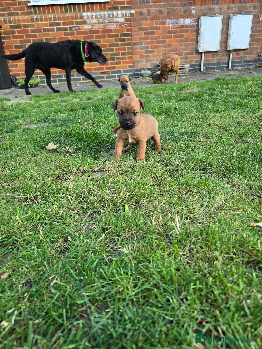 Patterdale Terrier dogs for sale: Beautiful brown/tan pure patterdale puppies in Reading - Advert 5
