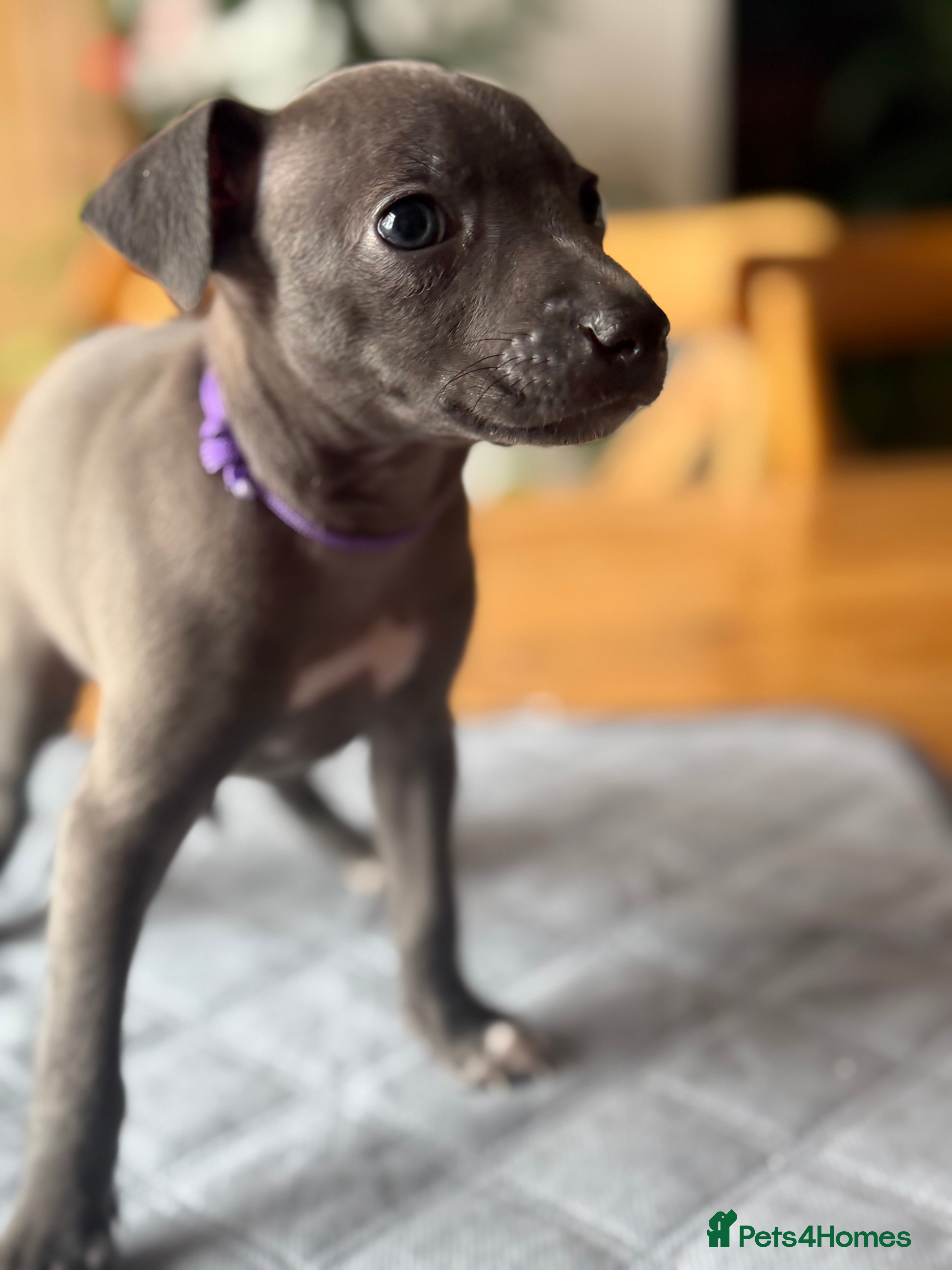 Italian Greyhound dogs Italian Greyhound Pups - Blue with White Chests 🐾 - Advert 16