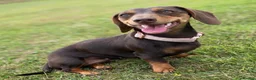 Miniature Dachshund dogs for sale: KC registered Miniature Dachshund  - Advert 12