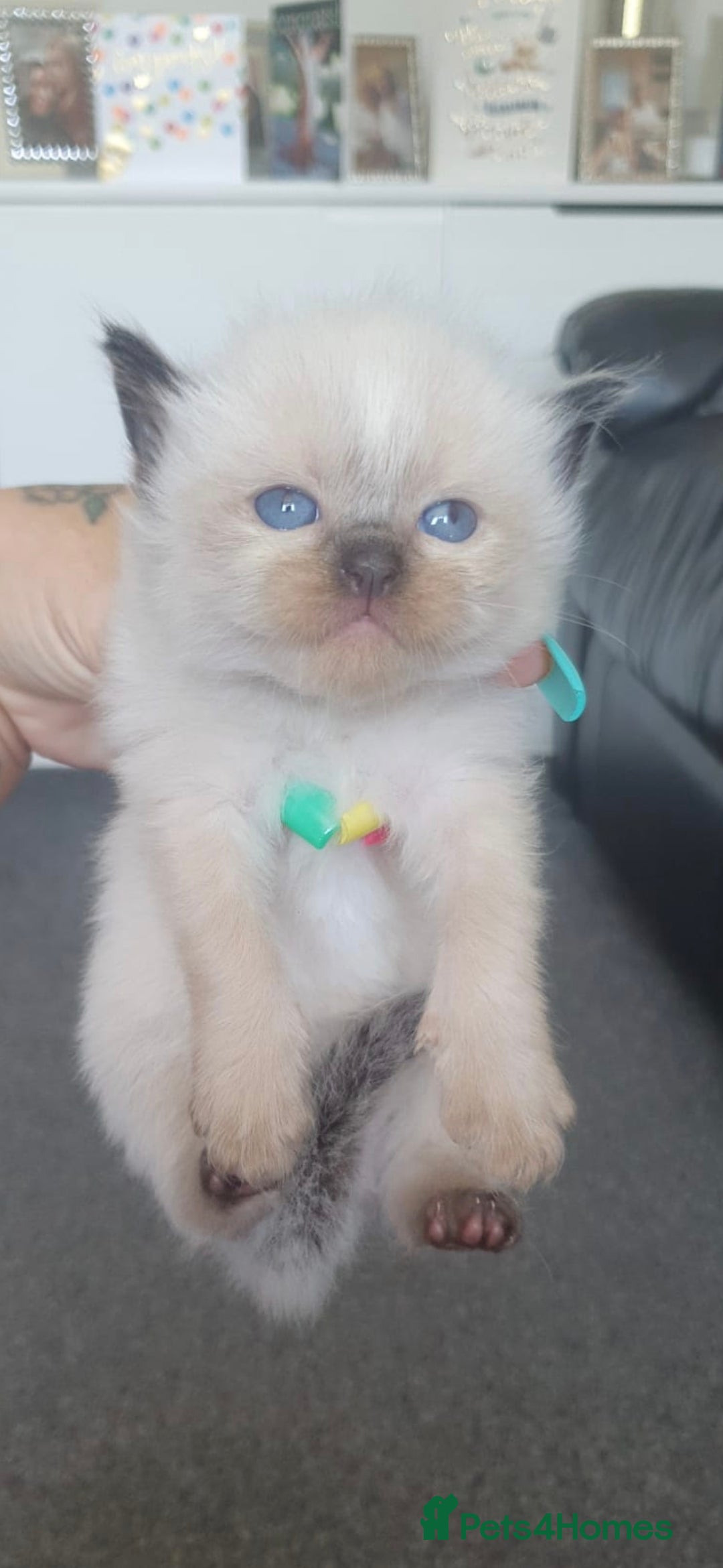 Ragdoll cats for sale: Seal point ragdoll kittens - Image 9