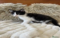 Mixed Breed cats for sale: 🏆Kittens for Sale🏆  - Image 3