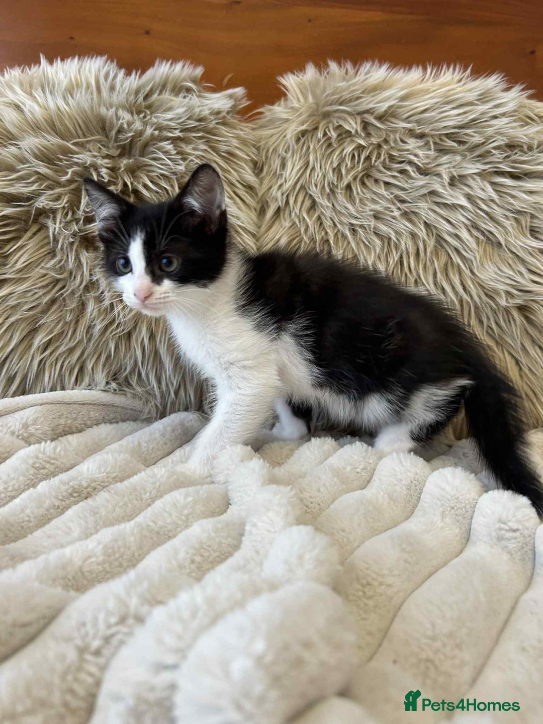 Mixed Breed cats for sale: 🏆Kittens for Sale🏆  - Image 3