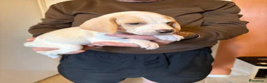 Beagle 1