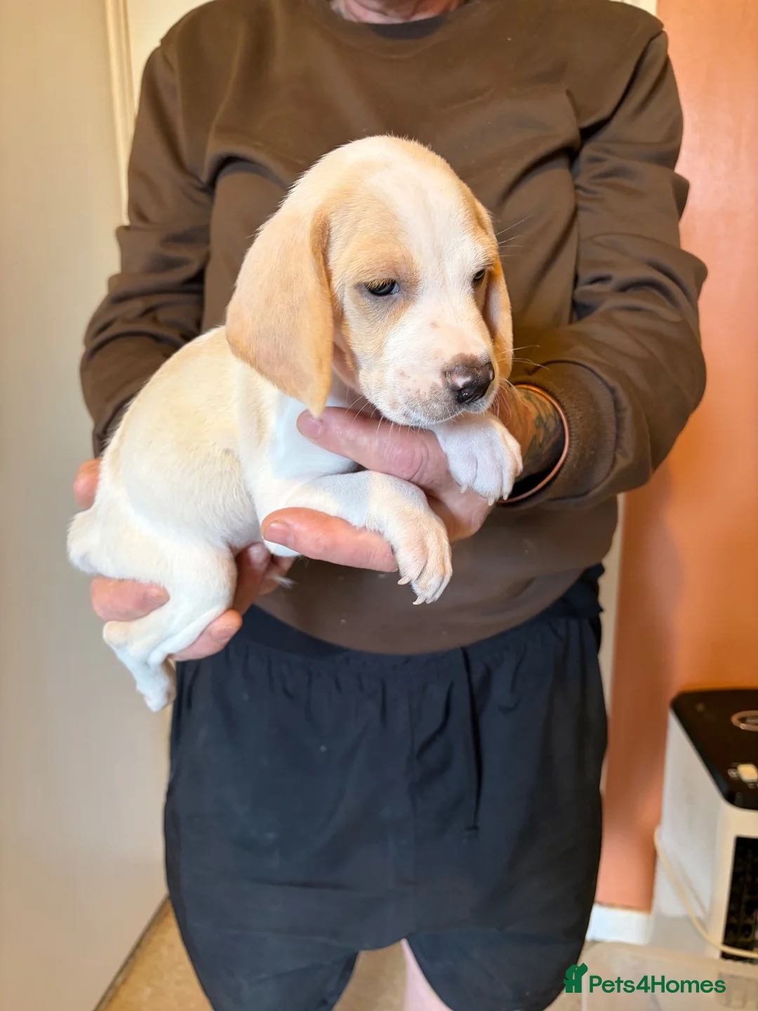 Beagle dogs for sale: 6 beagle puppies for sale in Witham - Advert 2