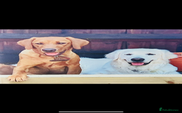 Labrador Retriever dogs for sale: Beautiful fox red and yellow lab puppies  - Image 30