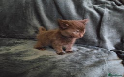 Mixed Breed cats for sale: Adorable kittens for sale. - Image 2