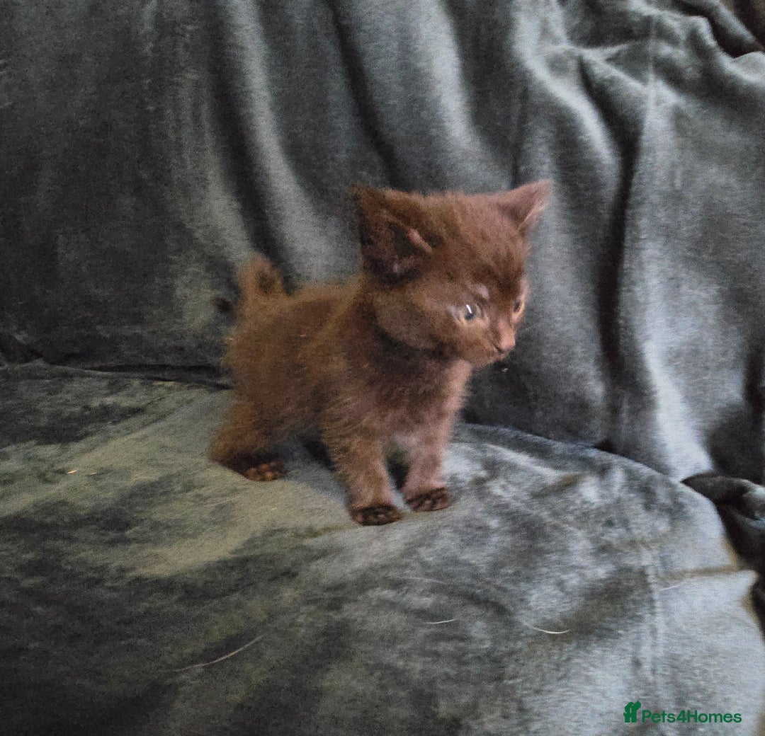 Mixed Breed cats for sale: Adorable kittens for sale. - Image 2