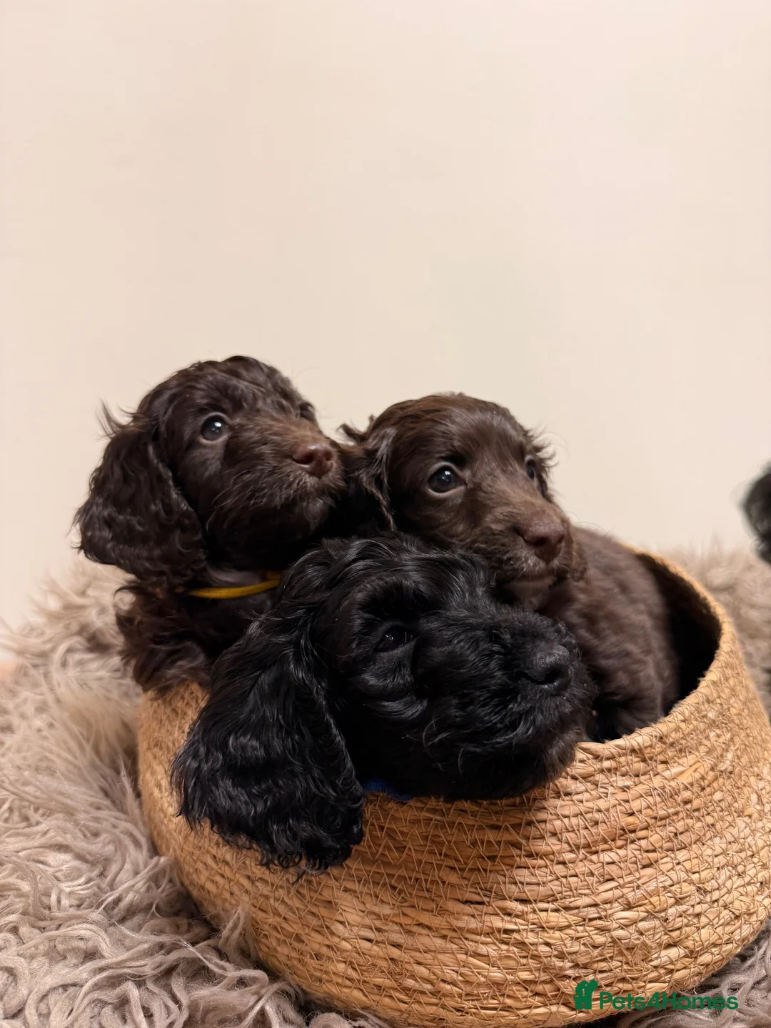 Cockapoo dogs for sale: 3 cockapoo puppies - Advert 2