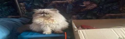 Persian cats for sale: Beautiful Blue Point Kittens - Advert 9
