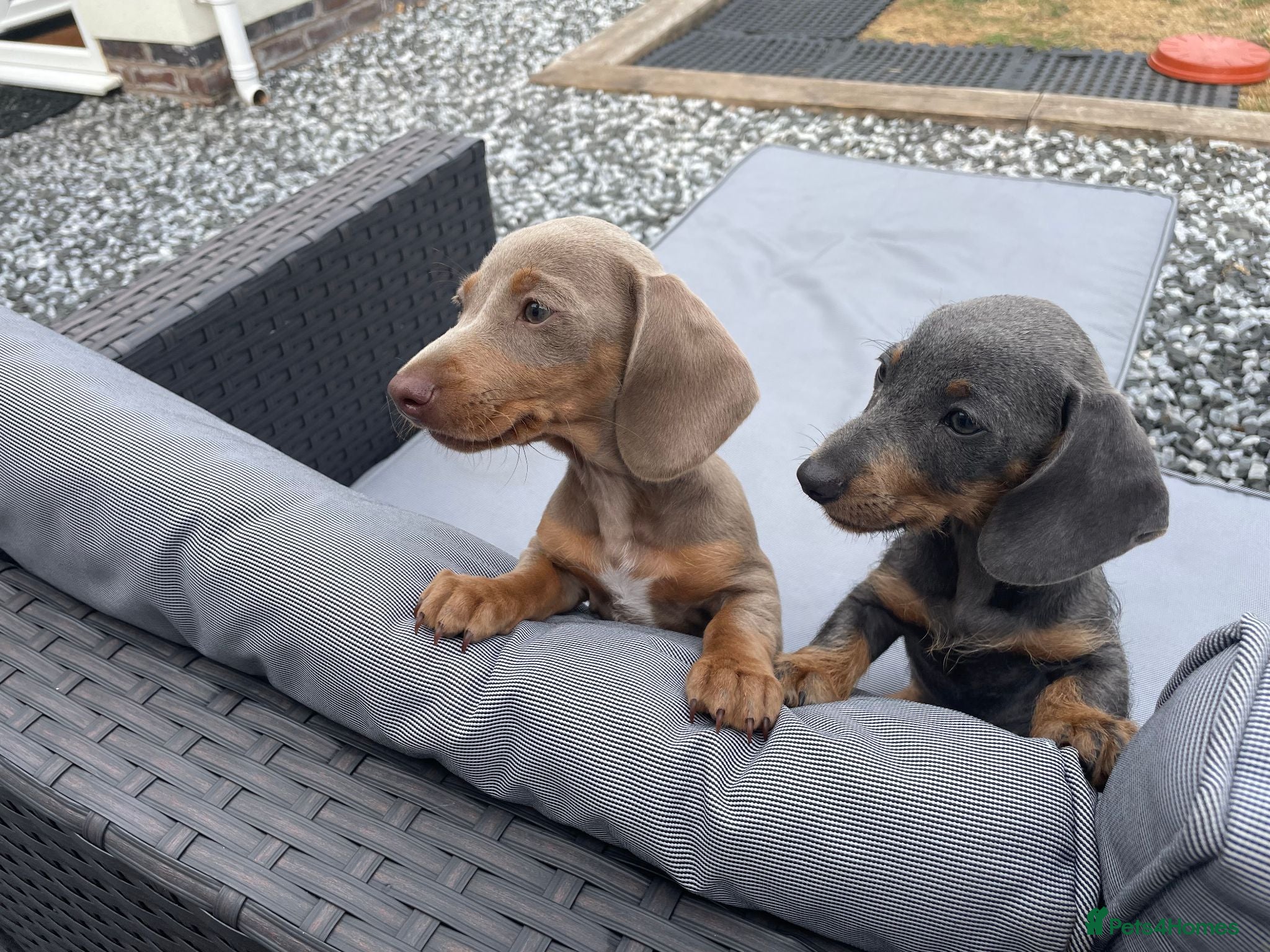 Dachshund dogs Beautiful Miniature Dachshund Puppies - Advert 2