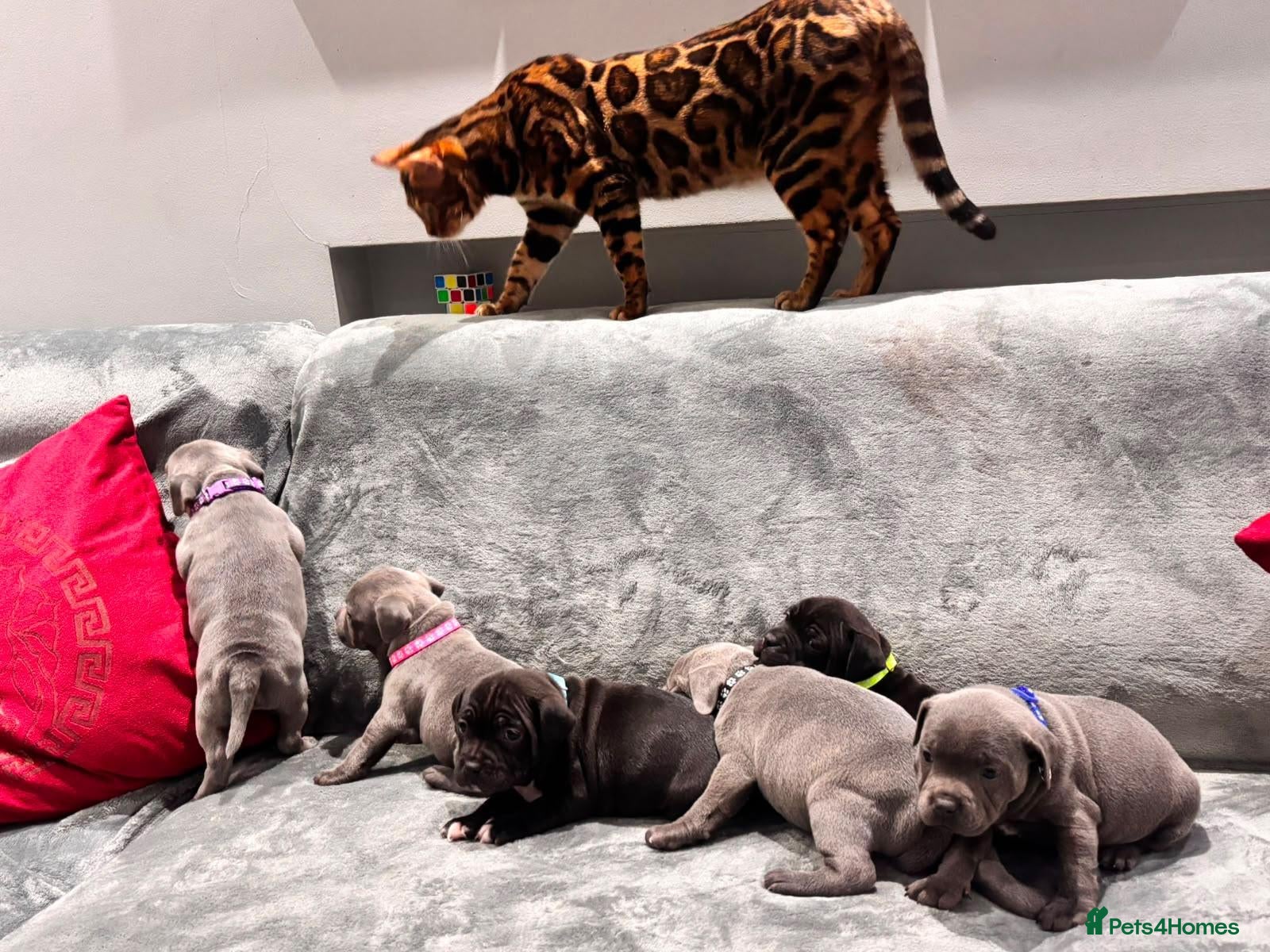 Staffordshire Bull Terrier dogs Stunning Health tested kc reg puppies  - Advert 1