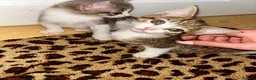 Domestic Shorthair cats for sale: 4 gorgeous male kittens 8weeks - Advert 6