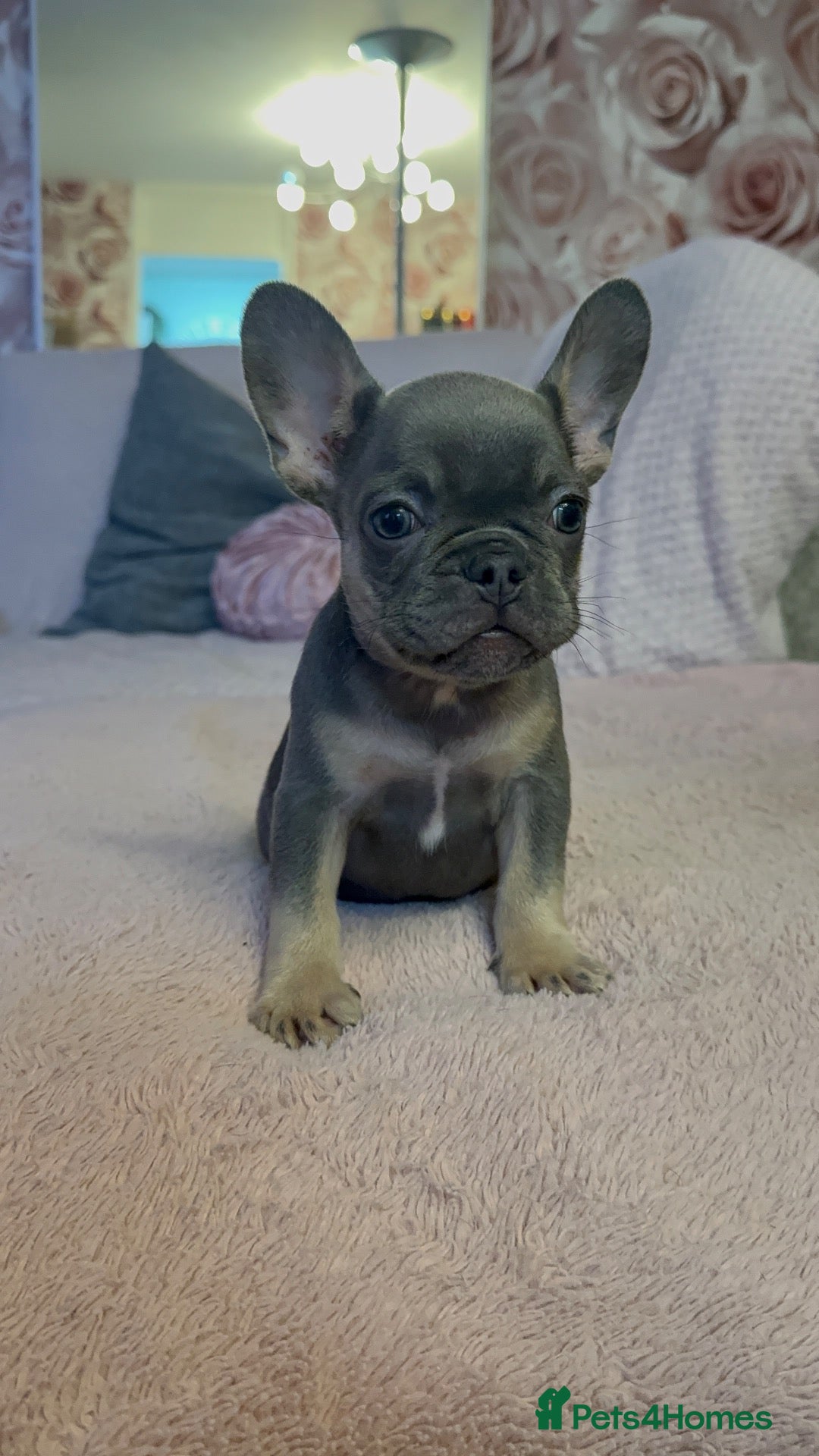 French Bulldog dogs 🩵🩷READY 2 GO - PRICE DROP🩷🩵 - Advert 2