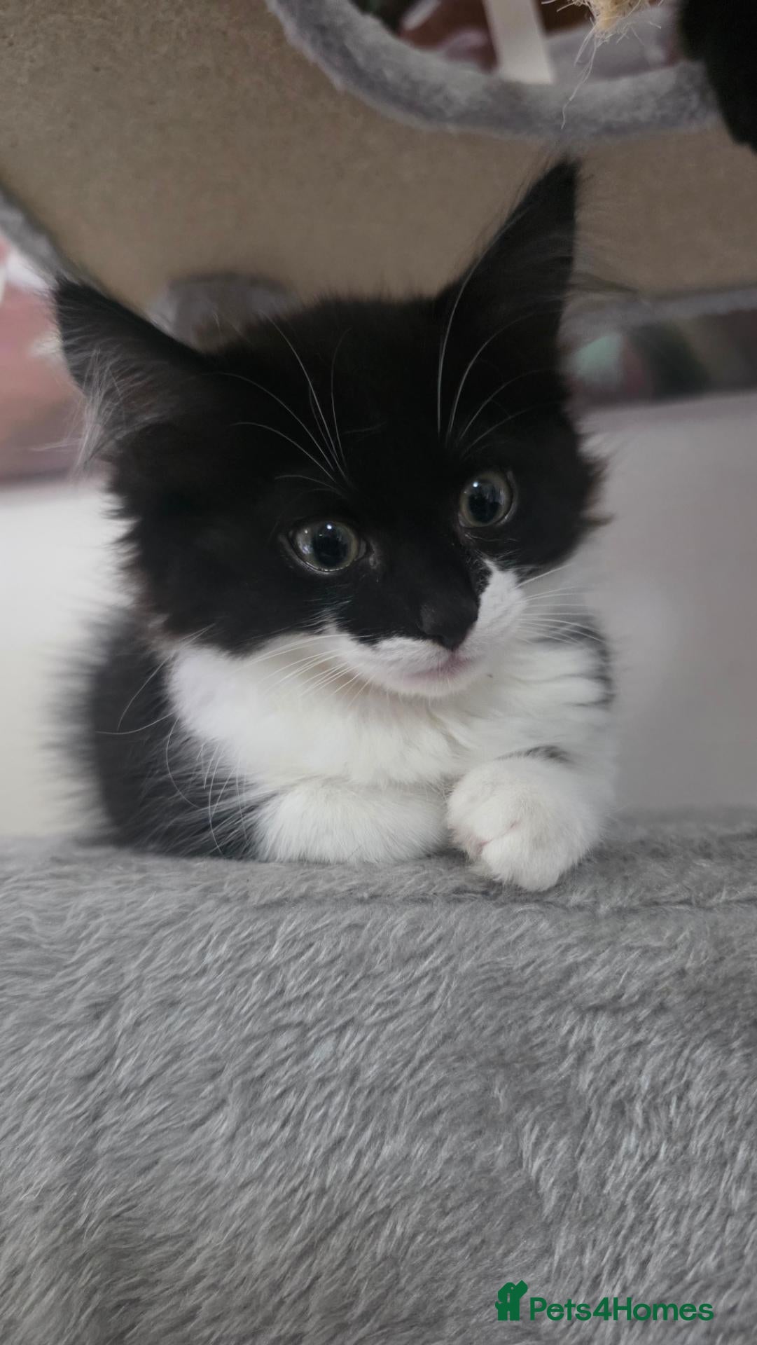 Mixed Breed cats 2 male kittens, 1 x B&W, 1 x Pure Black - Advert 15
