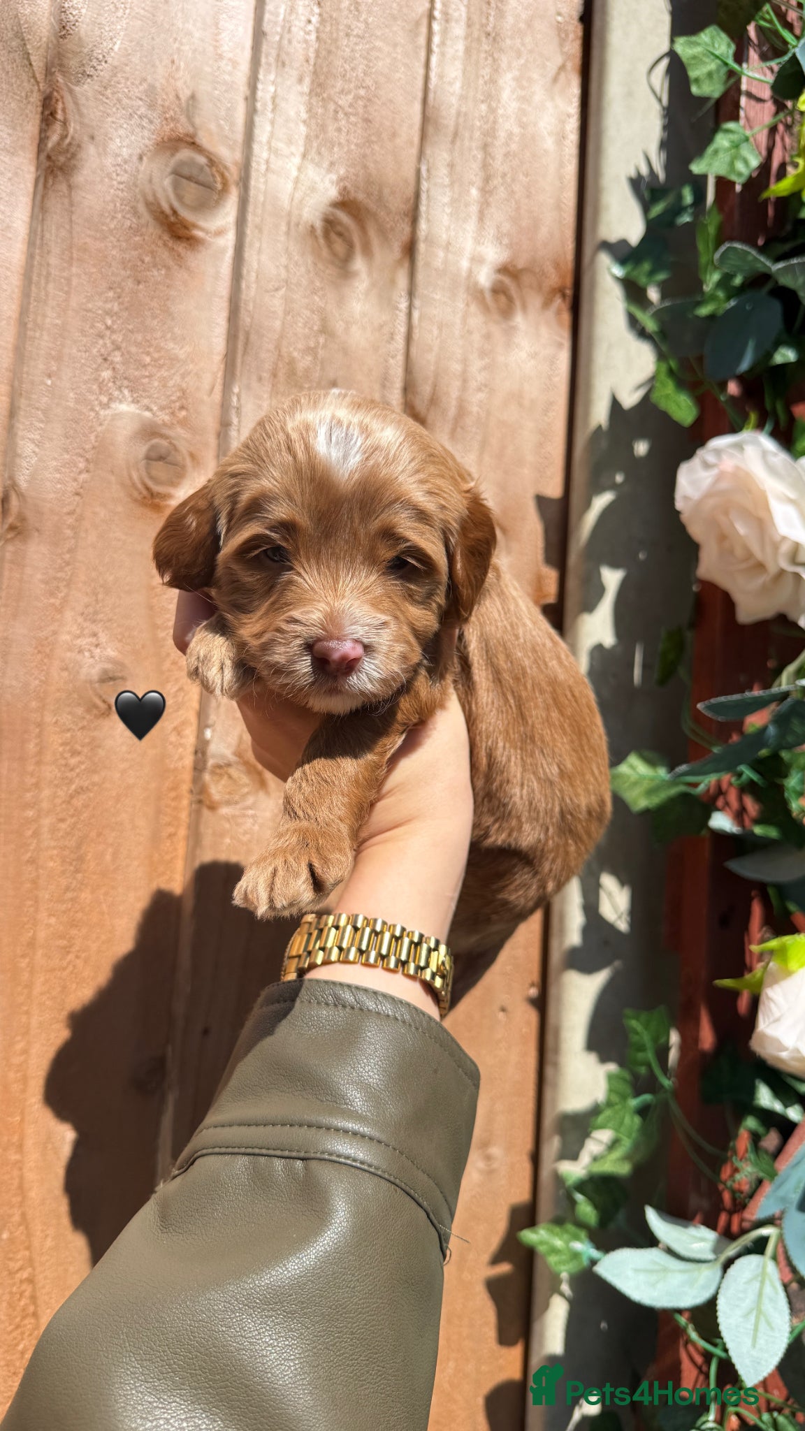 Australian Labradoodle dogs 7 MULTIGEN Australian Labradoodles Pups 🐶🧸  - Advert 9