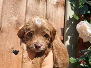 Australian Labradoodle dogs 7 MULTIGEN Australian Labradoodles Pups 🐶🧸 - Advert 9