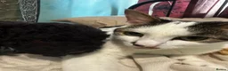 Domestic Shorthair cats for sale: FREE - 2 Cats to rehome in a loving home  in Carshalton - Advert 4