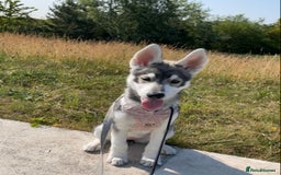 Siberian Husky dogs for sale: 4 Month old husky  - Image 1
