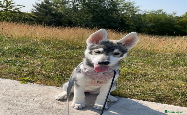 Siberian Husky dogs - Advert 4