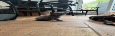 Grey Kitten 4