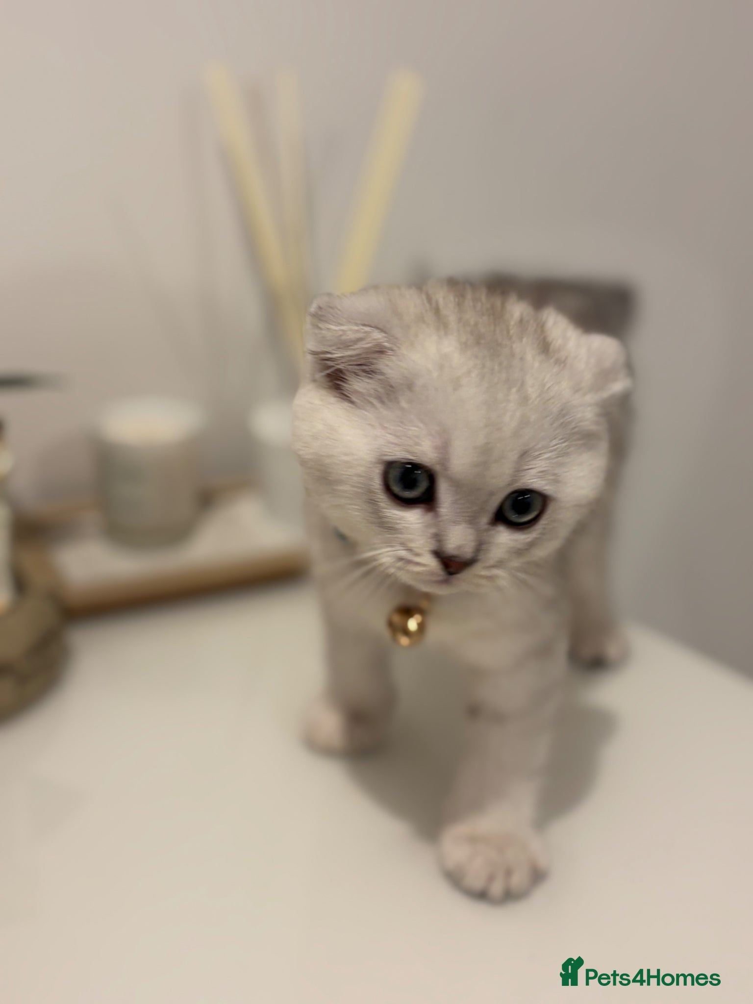 Scottish Fold cats Beautiful Scottish fold - Advert 11