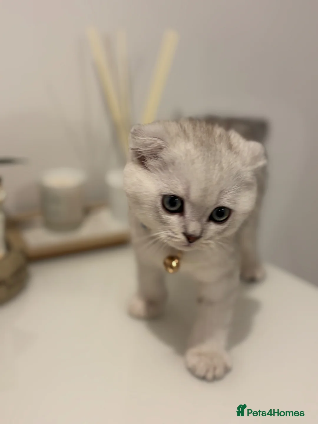 Scottish Fold cats for sale: Beautiful Scottish fold - Advert 1