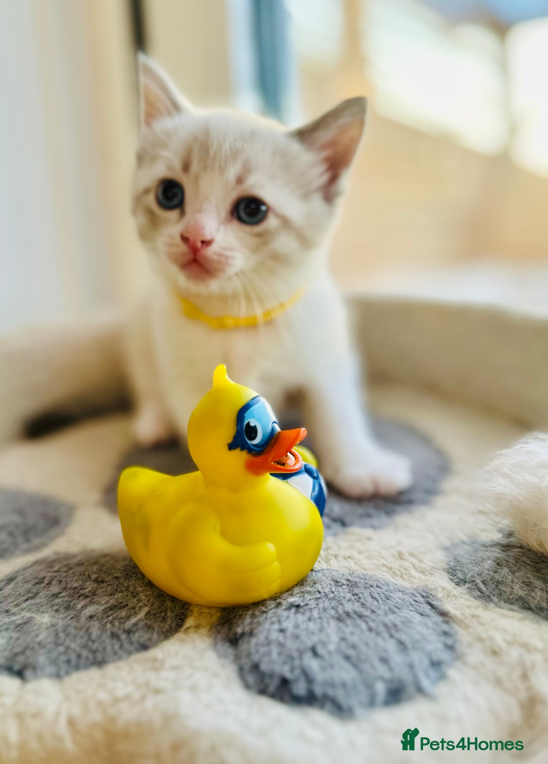 Ragdoll cats for sale: Ragdoll kittens for sale - Image 15