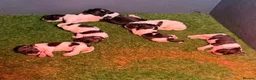 English Springer Spaniel dogs for sale: 7 stunning springer spaniels 🐾 - Advert 5