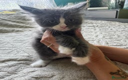 Maine Coon cats for sale: Gorgeous maine coon kittens  - Image 5