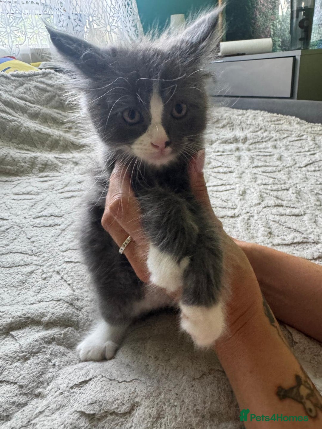 Maine Coon cats for sale: Gorgeous maine coon kittens  - Image 5
