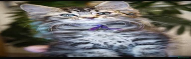 Maine Coon Kitten 3