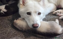 Siberian Husky dogs for sale: Syberian Huskies Male and Female - Image 9