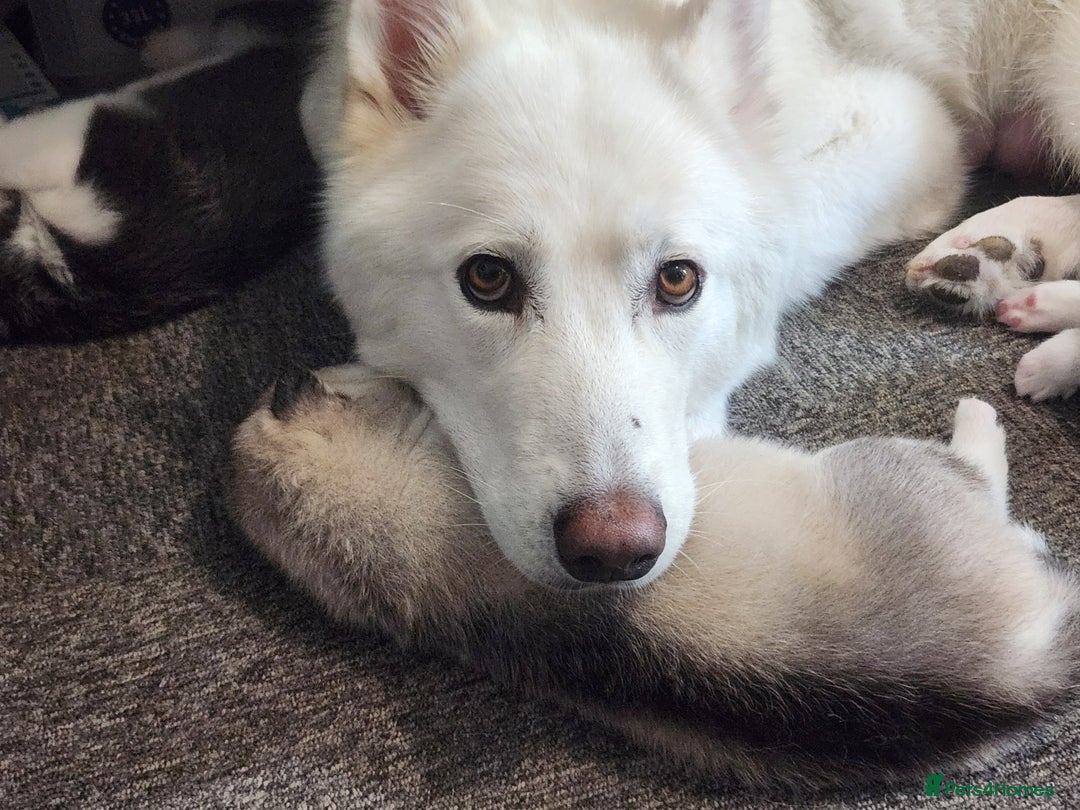Siberian Husky dogs for sale: Syberian Huskies Male and Female - Image 9