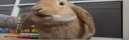 Mixed Breed rabbits for sale: 7 month old indoor male rabbit Thor in Hemel Hempstead - Advert 5