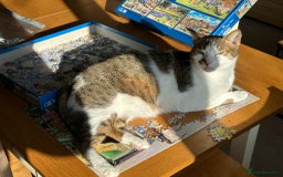 Mixed Breed cats for adoption: [Indoors only] Tom, Bryan, Ezzie: cuddliest boys - Image 23