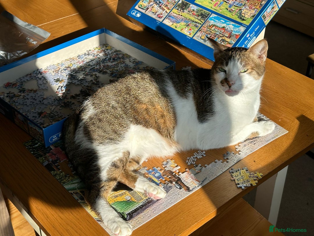 Mixed Breed cats for adoption: [Indoors only] Tom, Bryan, Ezzie: cuddliest boys - Image 23