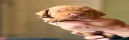 Hungarian Vizsla dogs for sale: The Golden-Hearted Guardians’ Litter 2026 - Advert 3