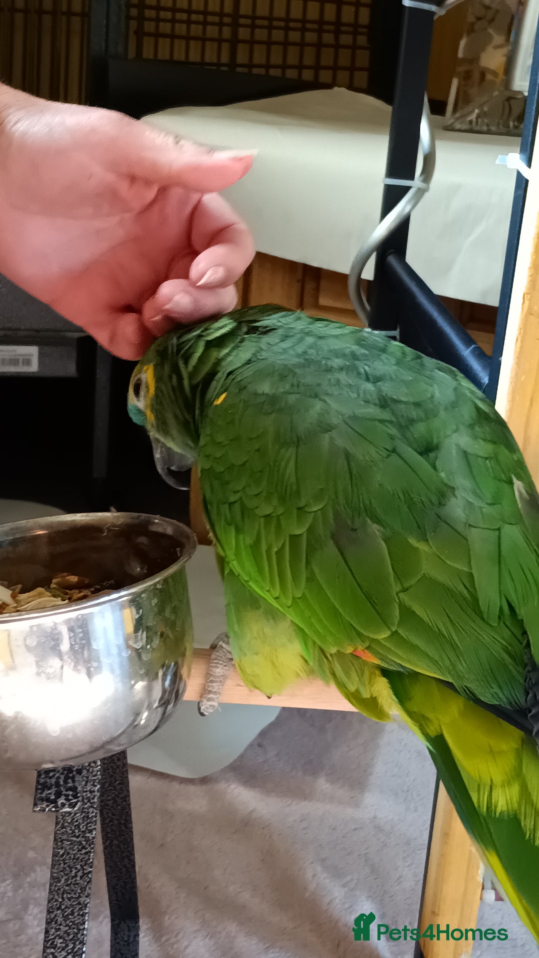 Parrots birds for sale: Jessie - Image 20