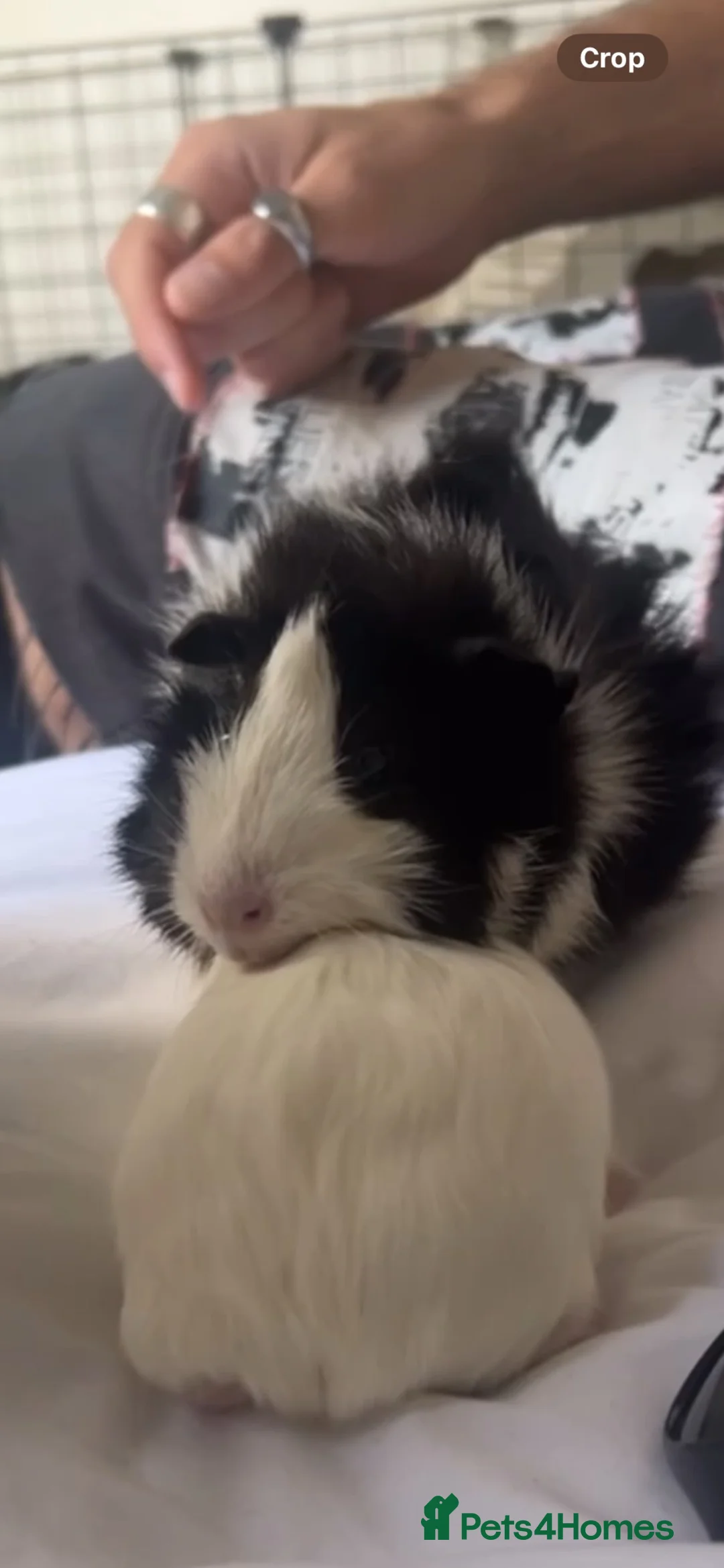 Guinea Pig rodents for sale: Beautiful female guinea pig in Northampton - Advert 2