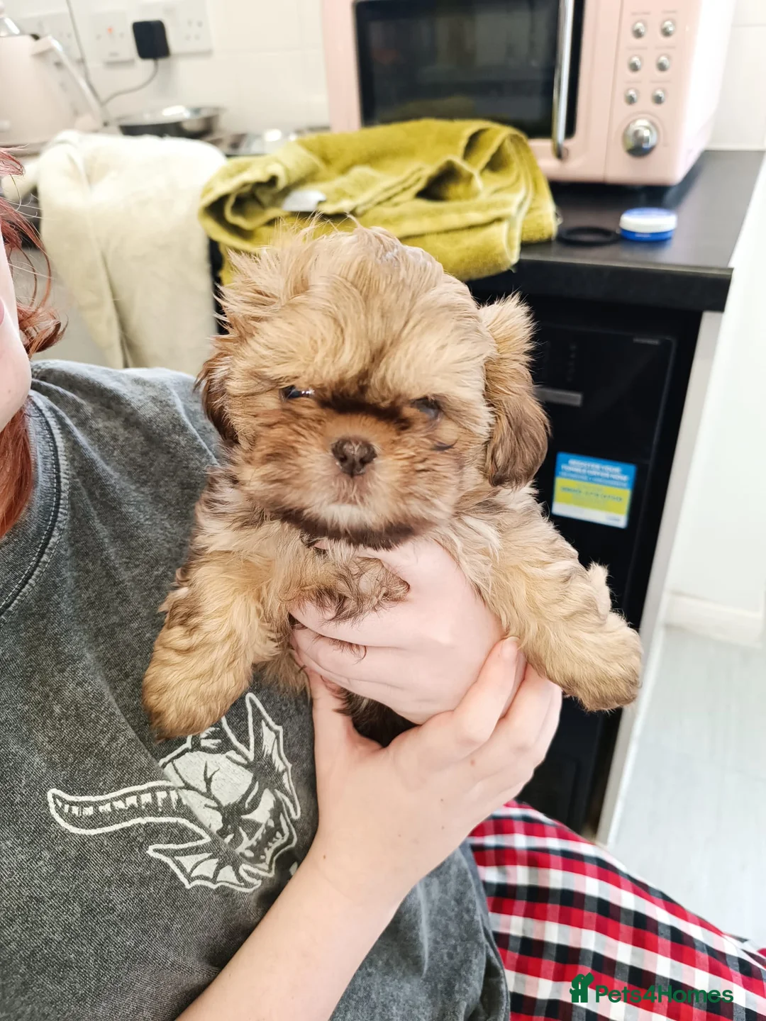 Shih Tzu dogs for sale: Imperial shih-tzus one cream boy left - Advert 21