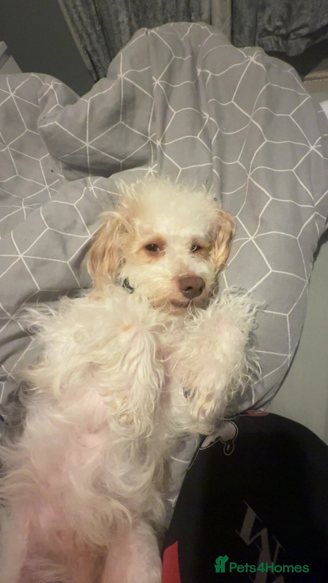 Cavapoo dogs Cavapoo MALE 2years old  - Advert 2