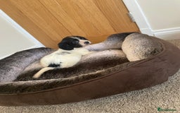 Cocker Spaniel dogs for sale: Cocker spaniel puppies  - Image 5