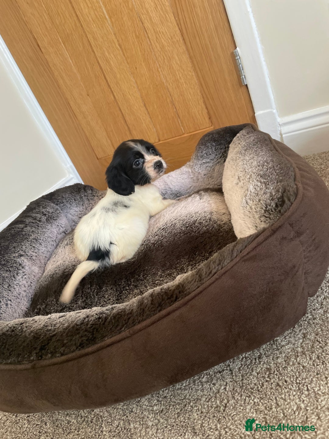 Cocker Spaniel dogs for sale: Cocker spaniel puppies  - Image 5