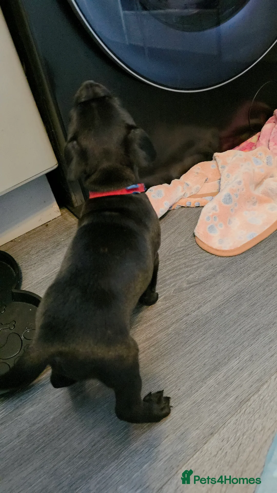 Staffordshire Bull Terrier dogs for sale: Staffordshire bull terrier blues  - Advert 32