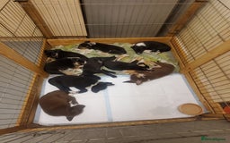 Mixed Breed dogs for sale: Huntaway cross border collie pups - Image 8