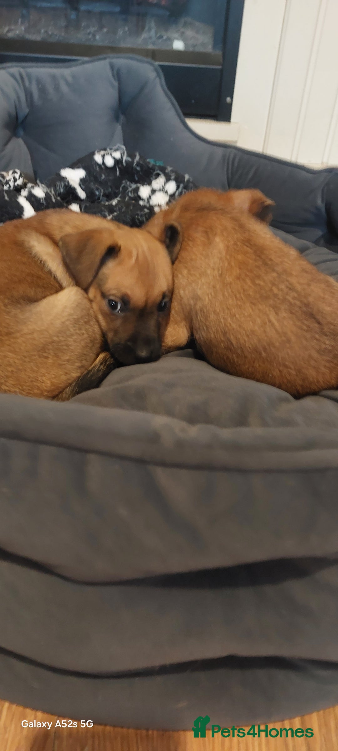 Mixed Breed dogs for sale: Mixed breed pups - Advert 3