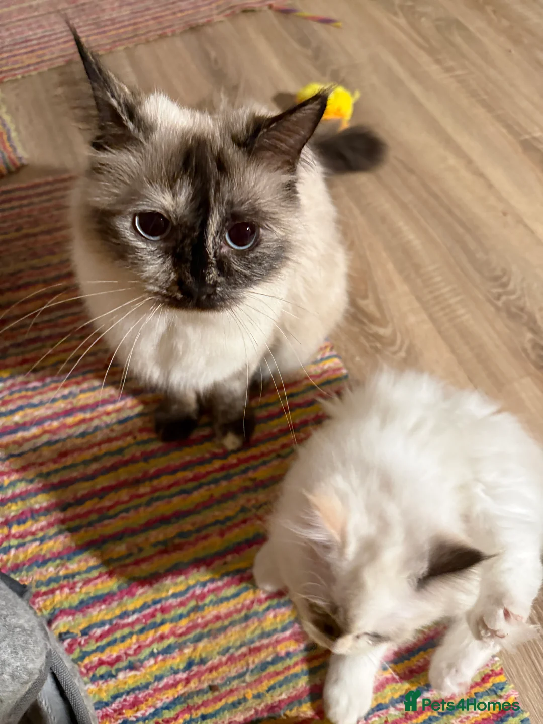 Ragdoll cats for sale: Ragdoll female kitten READY NOW - Advert 2