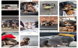 Miniature Dachshund dogs for sale: Stunning miniature type Dachunds  - Image 7