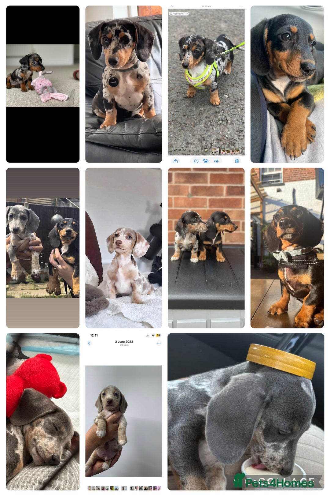 Miniature Dachshund dogs for sale: Stunning miniature type Dachunds  - Image 7